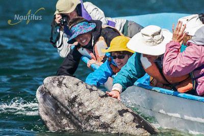 San Ignacio Pacific Gray Whales